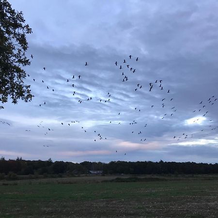 Vakantiehuis Appelvink, Toplocatie In Bosrijke Omgeving Oisterwijk Eksteriør billede